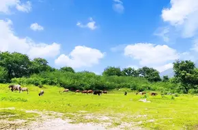 Pagoda Hill