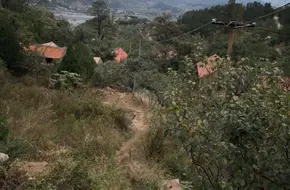 Lingyan Gu