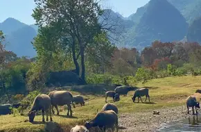 Wujiutan