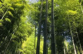 Red Bean Lake