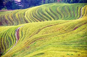 Longji Ancient Zhuang Village Rice Terrace Scenic Area