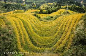 Jinkeng Rice Terraces