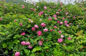 Yun Ding Shan Park