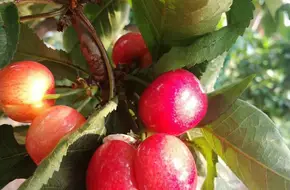 Laoshan Blueberry Ecological Park