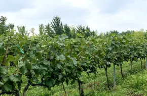 Changyu International Wine City