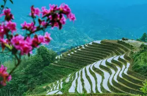 Longji Rice Terraces