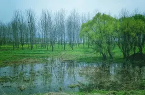 Baguazhou Wetland Park