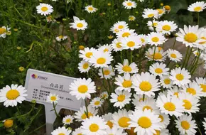 Kutao Floral Art Ecological Park