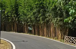 China Bamboo Expo Garden-Anji Giant Panda Pavilion