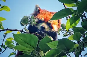 HongShan Forest Zoo