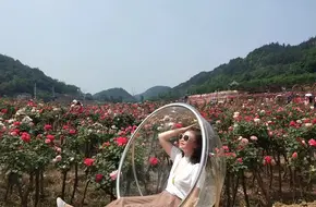 Mountain City Rose Sea