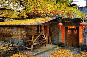 Haiyang Ginkgo