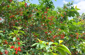 Jiang Family Cherry Orchard