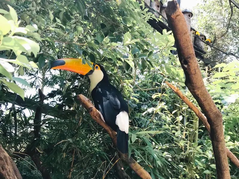Chimelong Safari Park Guangzhou - Kaka'S Animal Kindergarten