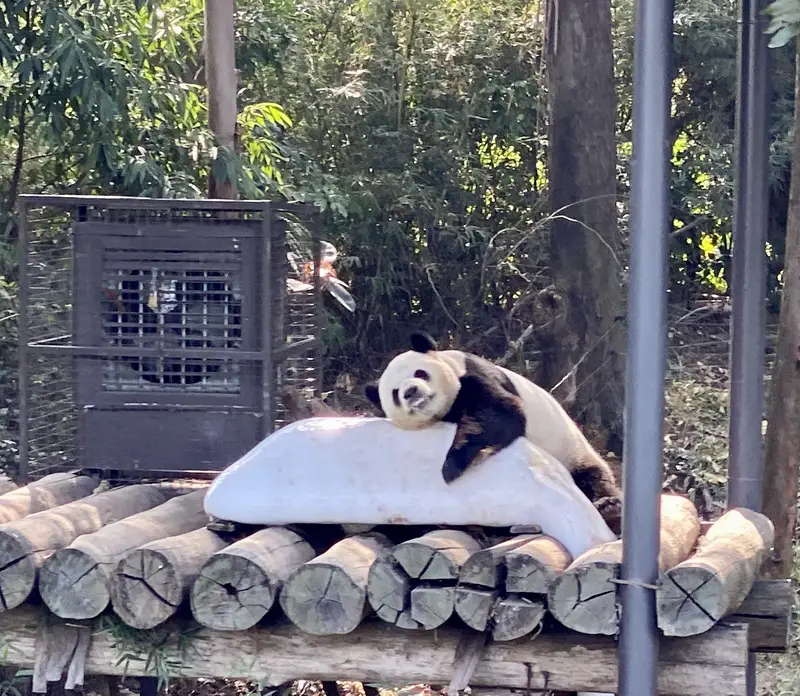 Chimelong Safari Park Giant Panda Center