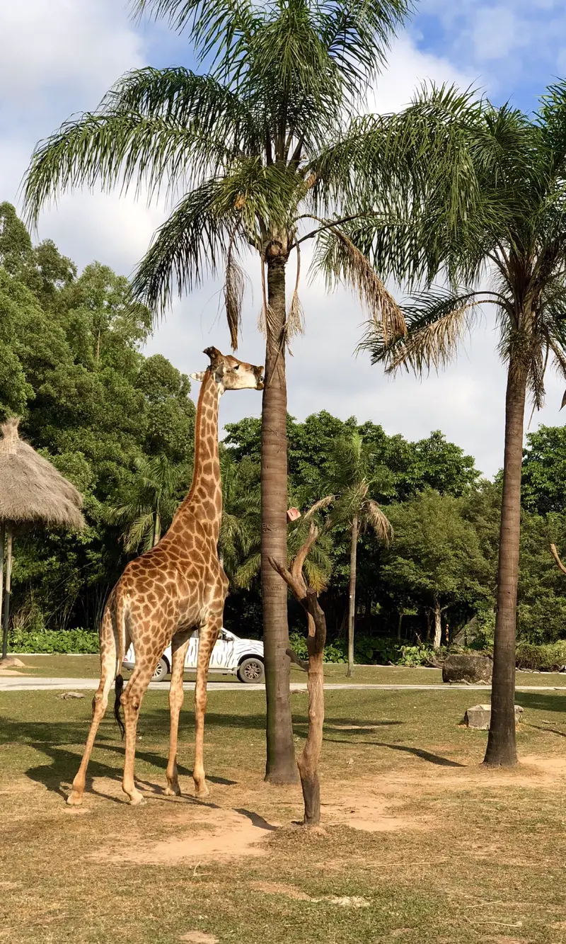 Giraffe Square