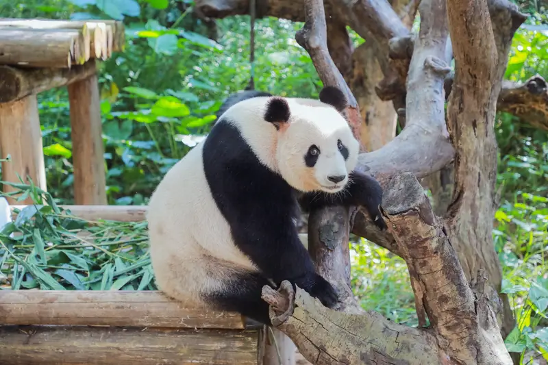 Chimelong Safari Park Panda Paradise
