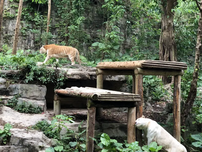 Hundred Tigers Mountain