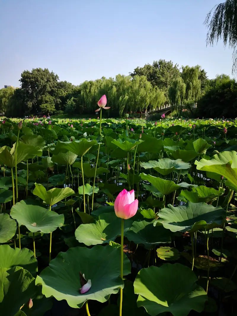 Purple Bamboo Park-Bamboo And Stone Garden