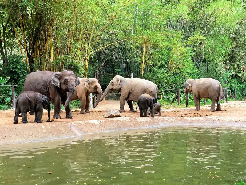 Chimelong Safari Park Self-Driving Area