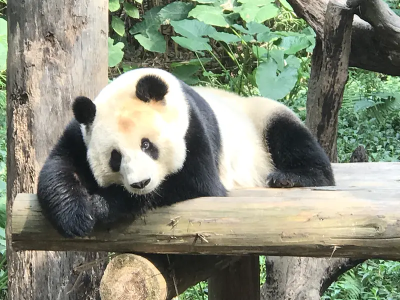 Chimelong Safari Park - Panda Village