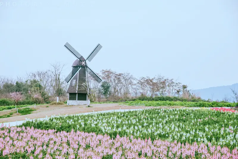 Weiran Flower Sea