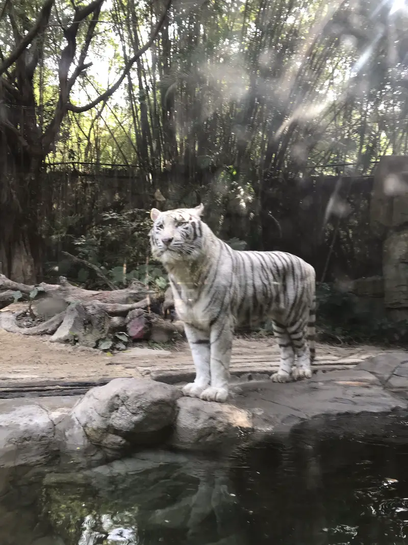 Koala Garden