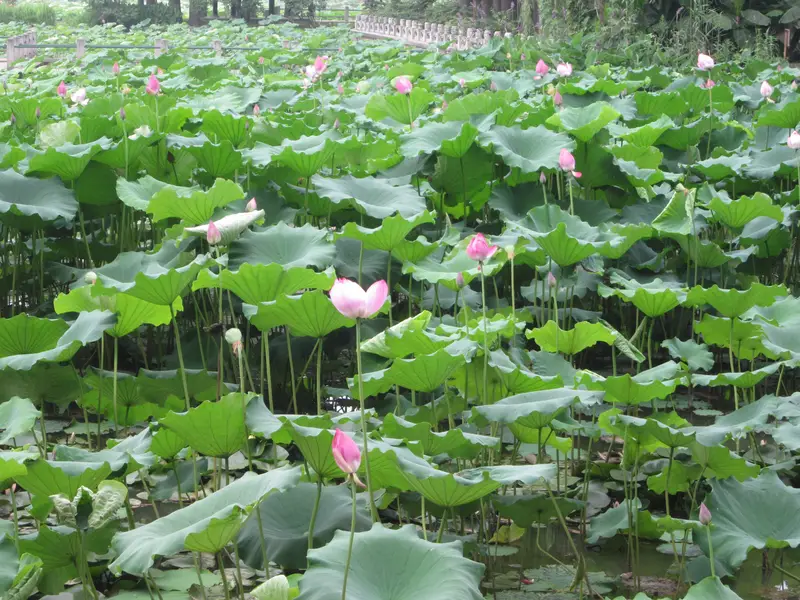 Qingdao Vegetable Science And Technology Demonstration Garden