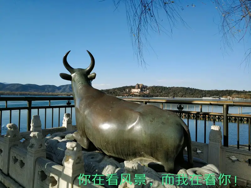 Copper Bull