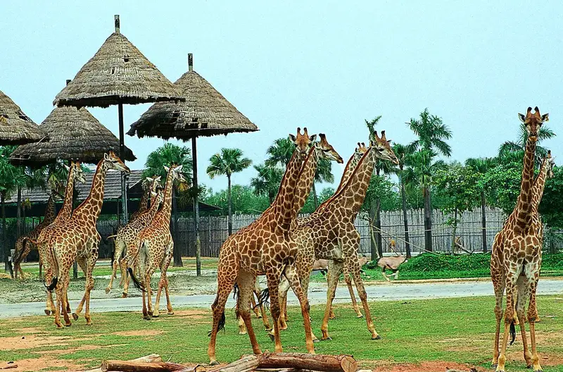 Chimelong Safari Park