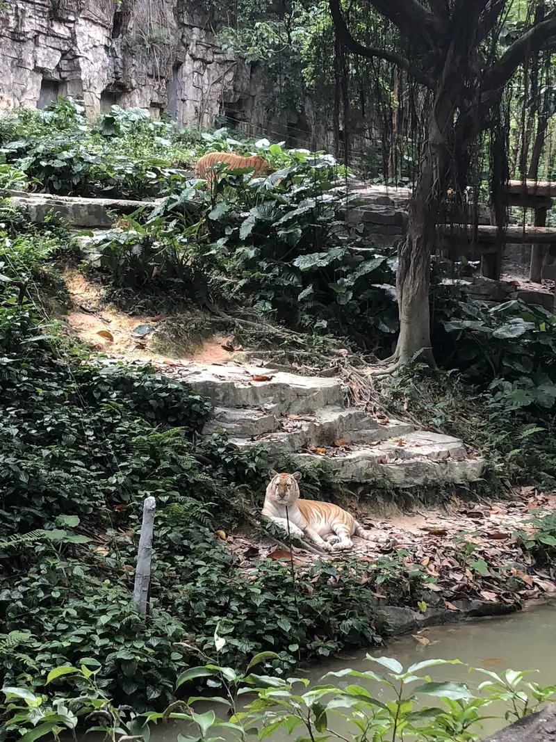 White Tiger Diving