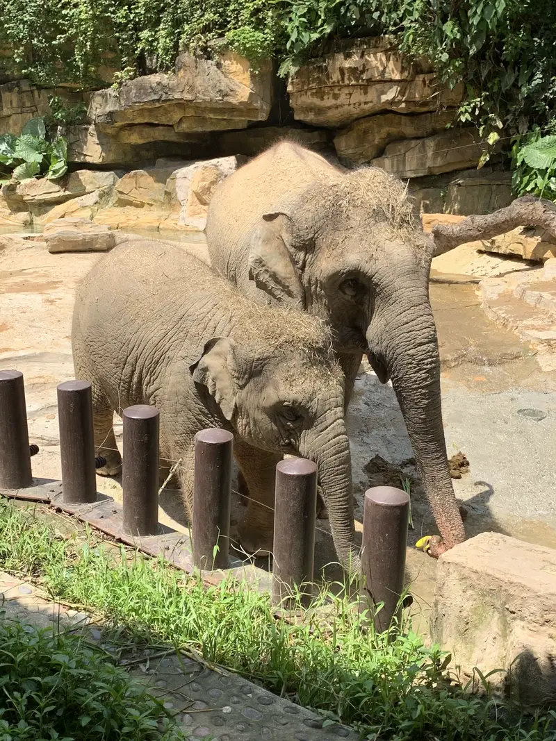 Chimelong Safari Park - Asian Elephant Park