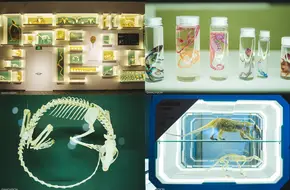 Chengdu ShiYe Natural Museum