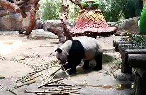 Chimelong Safari Park - Panda Village
