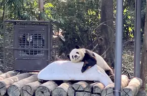 Chimelong Safari Park Giant Panda Center