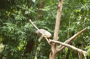 Chimelong Safari Park Guangzhou - Tyrannosaurus