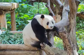 Chimelong Safari Park Panda Paradise