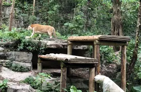 Hundred Tigers Mountain