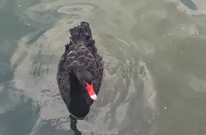 Black Swan