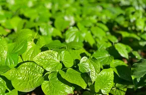 Idiom Fable Garden