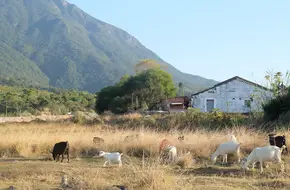Yunongju Organic Farm