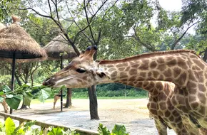 Giraffe Square
