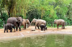 Chimelong Safari Park Self-Driving Area