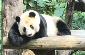 Chimelong Safari Park - Panda Village