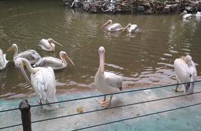Hundred Birds Flying Song