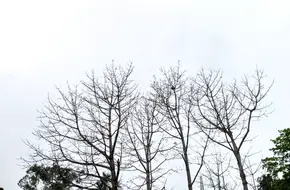 Dapeng Village