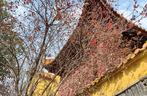 Vulture Peak Zen Temple
