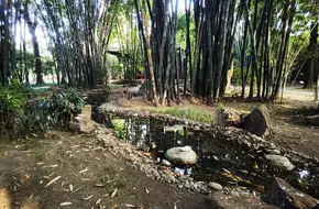 Bamboo Reading Garden