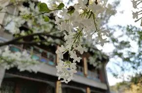 Hanyuan Hall