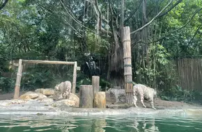 White Tiger Diving